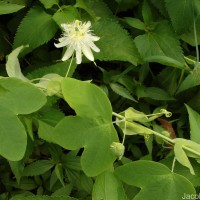 Passiflora subpeltata Ortega